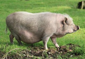 pot bellied pig